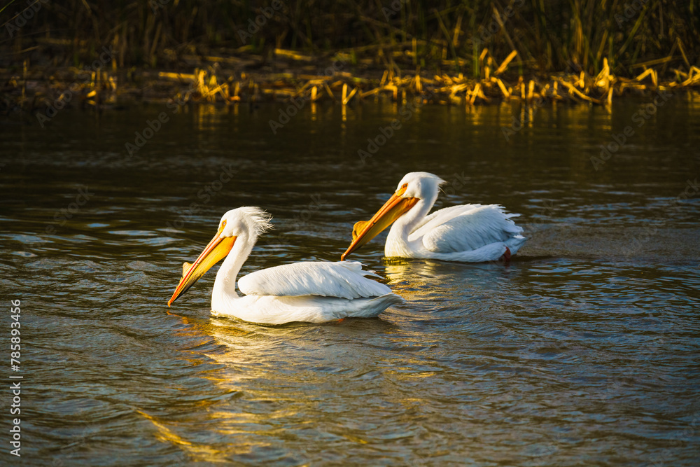 American White pelican. Two white pelicans floating on a water on the lake at sunset American White pelican. Two white pelicans floating on a water on the lake at sunset