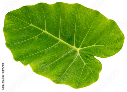 Green Colocasia leaf or Caladium leaf isolate on white background, Elephant Ear on white background PNG File.