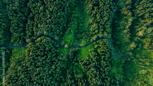 Winding Forest Road: A Captivating Aerial View