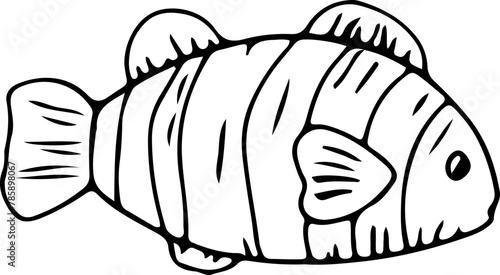 Hand drawn fish illustration on transparent background.
