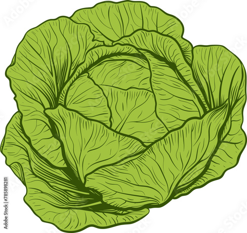 Cabbage clipart design illustration