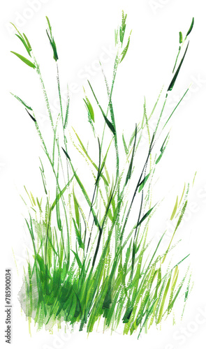 PNG Meadow grass green vegetation agropyron plant photo