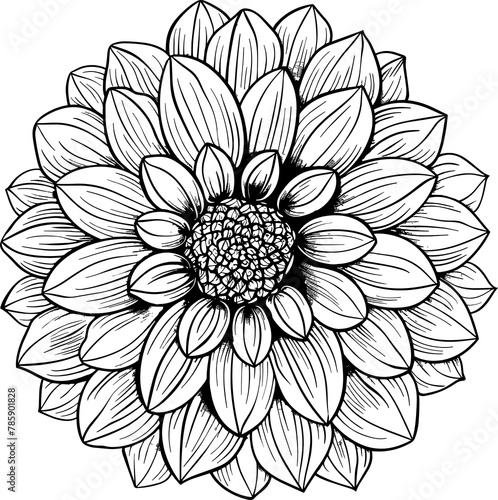 Dahlia clipart design illustration