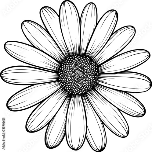 Daisy flower hand drawn design illustration