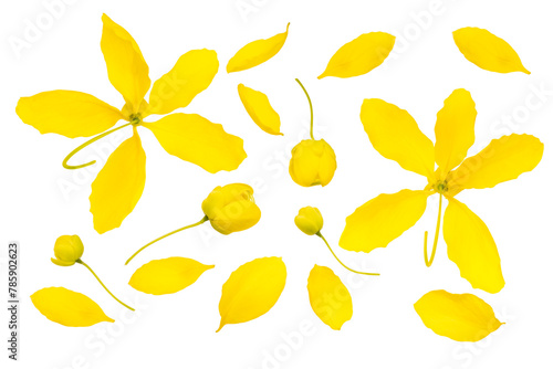 Bunch of Golden shower flower isolated on white background, Golden shower flower or Indian laburnu, Cassia fistula on White Background PNG File.