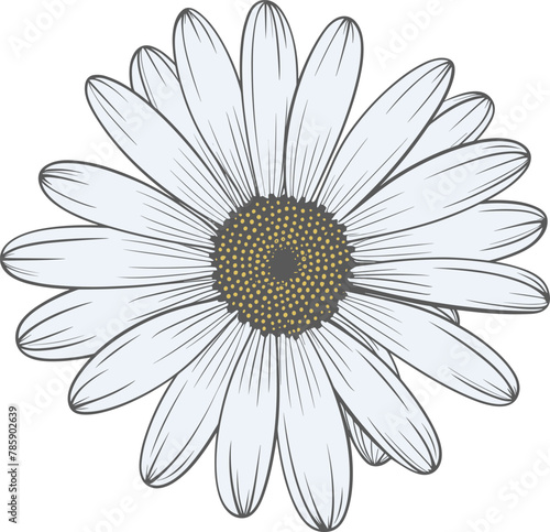 Daisy flower hand drawn design illustration