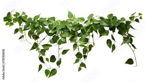 A green climbing plant with heart-shaped leaves hanging down on a white background