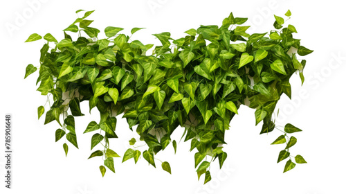 A realistic photo of lush green pothos plant hanging on the wall photo