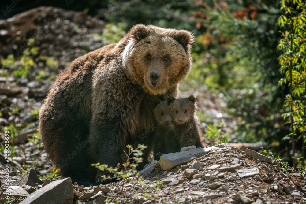 Fototapeta premium She-bear and two bear cubs in the summer forest on hill