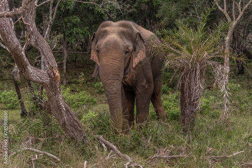 Photography Asian elephant
