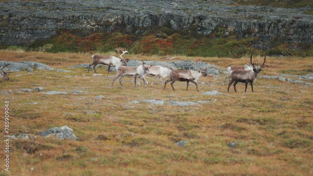 A herd of reindeer roams and grazes in the autumn tundra in Nohtern Norway. A herd of reindeer roams and grazes in the autumn tundra in Nohtern Norway.