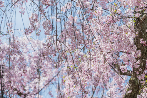 小春日和 満開の枝垂れ桜