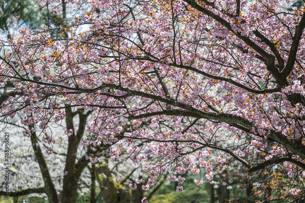 小春日和 満開の枝垂れ桜