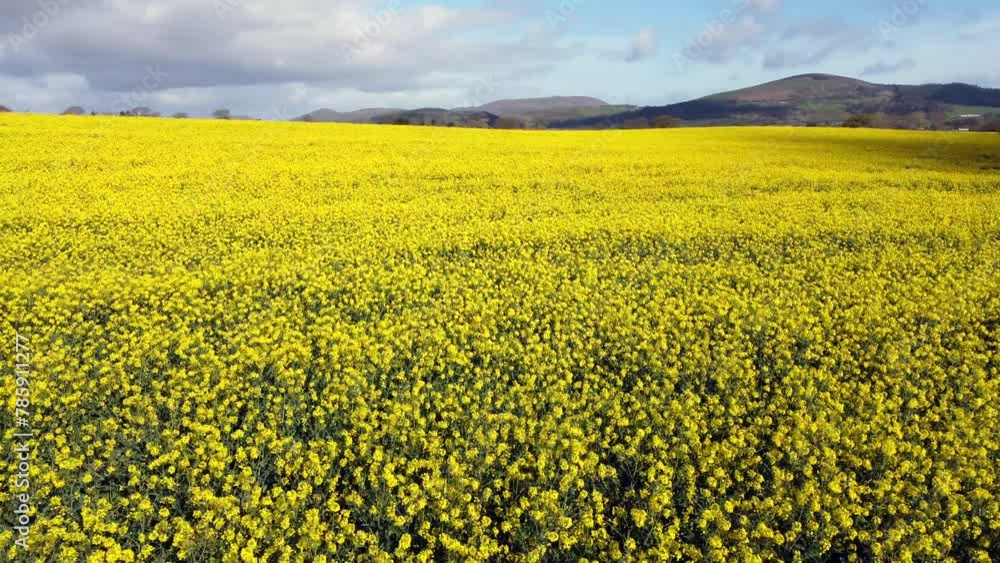 Rapeseed in the Sun vibrant yellow Rapeseed in the Sun vibrant yellow