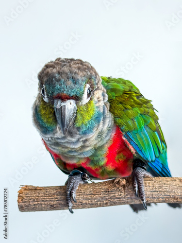 Crimson bellied conure parrot in the white background photo