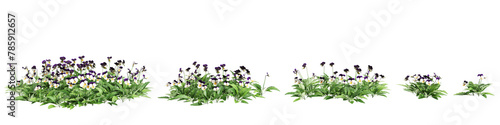3d illustration of set Viola cornuta bush isolated on transparent background photo