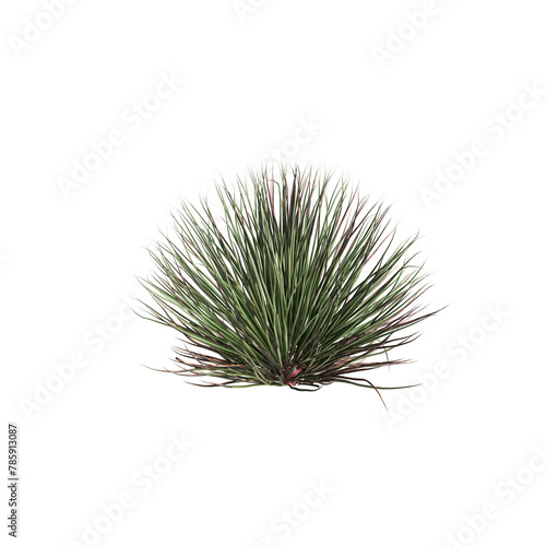 3d illustration of Agave stricta bush isolated on transparent background photo