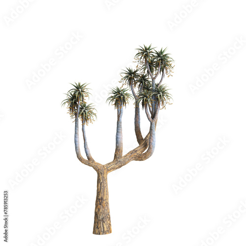 3d illustration of Aloe pillansii tree isolated on transparent background photo