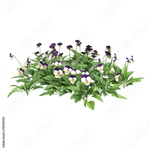 3d illustration of Viola cornuta bush isolated on transparent background photo