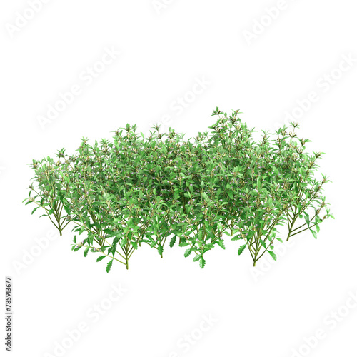 3d illustration of Teucrium chamaedrys bush isolated on transparent background