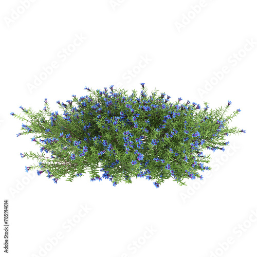 3d illustration of Lithodora diffusa bush isolated on transparent background