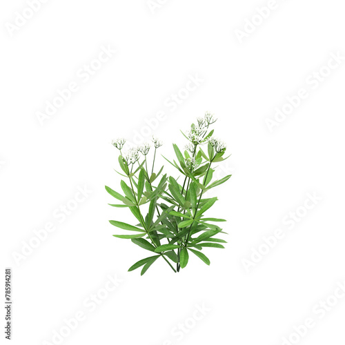 3d illustration of Galium odoratum bush isolated on transparent background