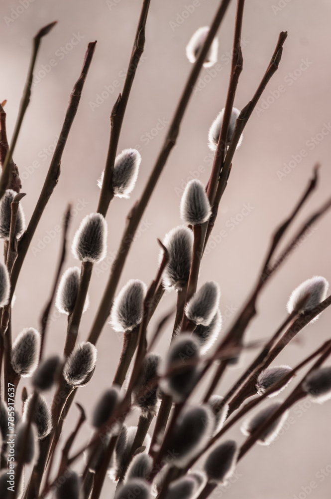 Pussy willow branches with catkins close up on blurred background