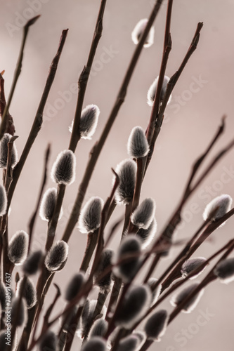 Obraz na płótnie Pussy willow branches with catkins close up on blurred background w salonie