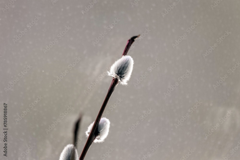 Pussy willow branch on a background of water, close-up