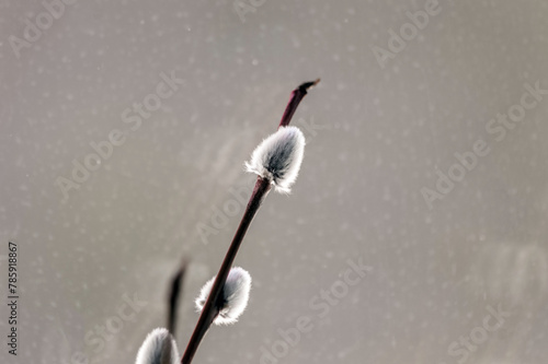 Obraz na płótnie Pussy willow branch on a background of water, close-up w salonie