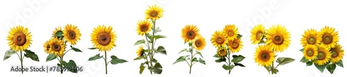 Set of bouquet sunflower flower plant with leaves isolated cutout on transparent background. © CassiOpeiaZz