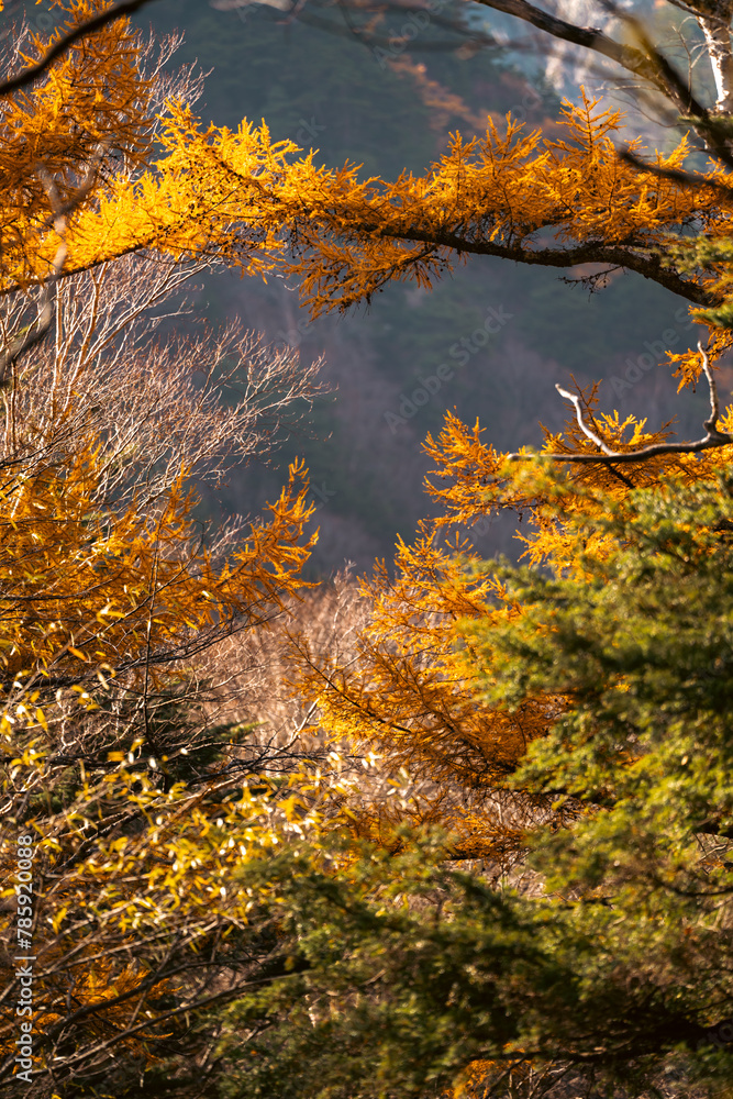 Experience the Vibrant Colors of Autumn in Japan: Exploring the Majestic Forests and Gardens of Kyoto, A Spectacular Landscape of Red, Orange, and Green Maple Leaves Against the Serene Sky Experience the Vibrant Colors of Autumn in Japan: Exploring the Majestic Forests and Gardens of Kyoto, A Spectacular Landscape of Red, Orange, and Green Maple Leaves Against the Serene Sky