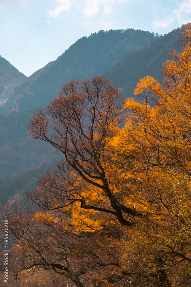 Experience the Vibrant Colors of Autumn in Japan: Exploring the Majestic Forests and Gardens of Kyoto, A Spectacular Landscape of Red, Orange, and Green Maple Leaves Against the Serene Sky Experience the Vibrant Colors of Autumn in Japan: Exploring the Majestic Forests and Gardens of Kyoto, A Spectacular Landscape of Red, Orange, and Green Maple Leaves Against the Serene Sky