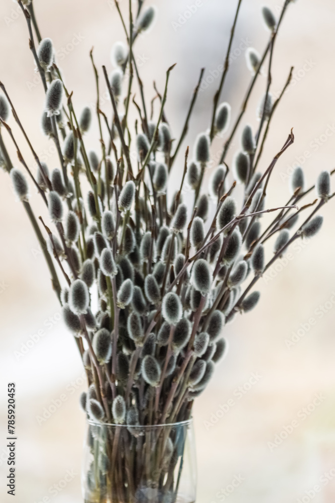 Willow branches in a vase on a background of green grass