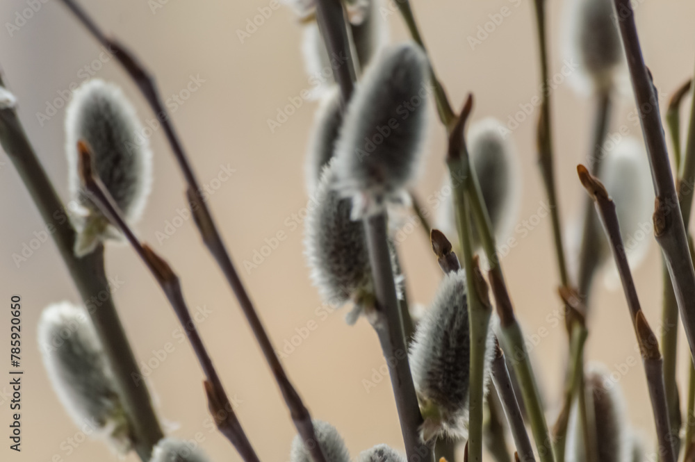 Pussy willow branches with catkins close-up on blurred background