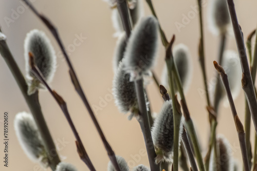 Obraz na płótnie Pussy willow branches with catkins close-up on blurred background w salonie