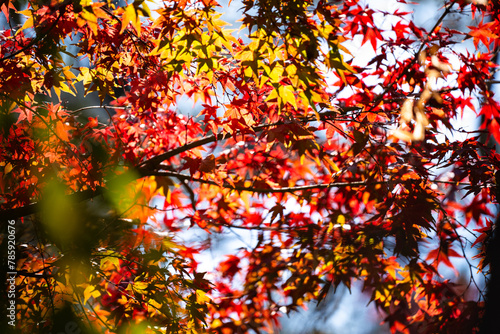 Experience the Vibrant Colors of Autumn in Japan: Exploring the Majestic Forests and Gardens of Kyoto, A Spectacular Landscape of Red, Orange, and Green Maple Leaves Against the Serene Sky