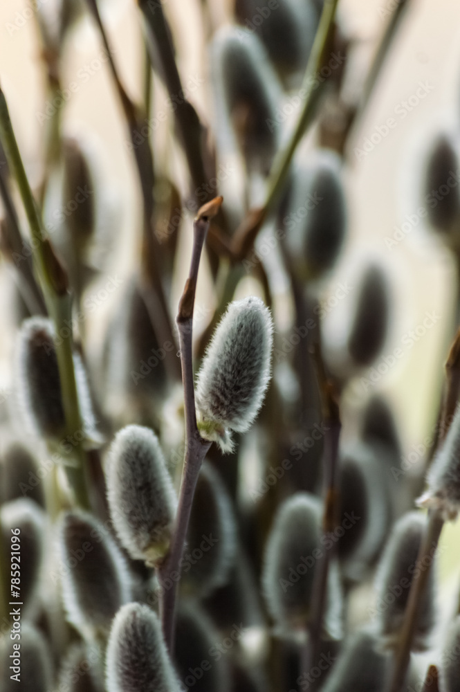 Willow branches with catkins on a sunny spring day close up