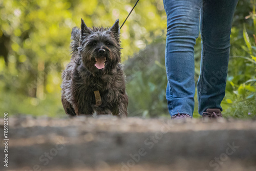 black cairn terrier dog on a leash, walking in forest beside his owner