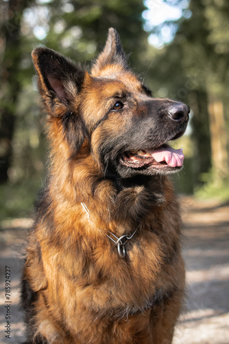 closeup portrait of dog german shepherd looking up
