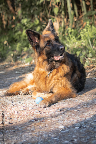 dog training in forest, german shepherd playing with a ball, lying on the floor