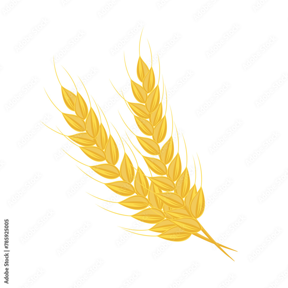 Fototapeta premium Nature food ingredient wheat spike cartoon vector isolated illustration