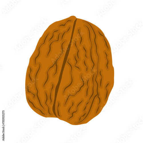 Nature food nuts walnut cartoon vector isolated illustration