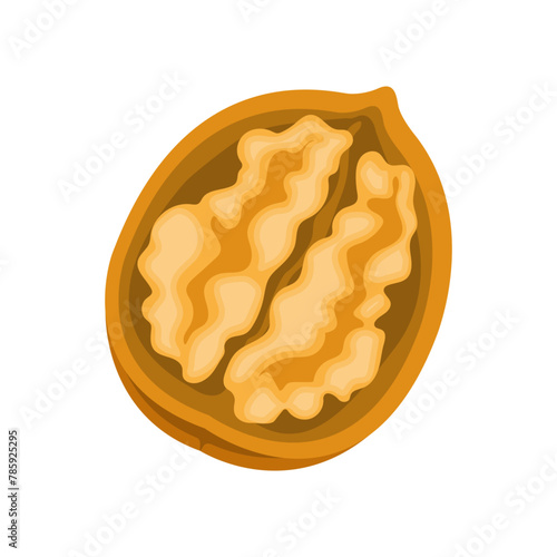 Nature food nuts opened walnut cartoon vector isolated illustration