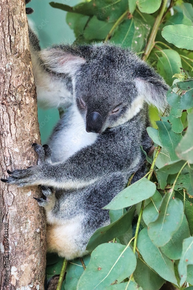 Fototapeta premium Port Douglas, Queensland, Australia