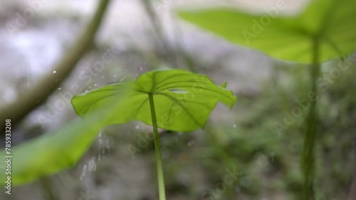 Heavy raindrops falling on torn arrow leaf, Xanthosoma sagittifolium plant, slow zoom photo