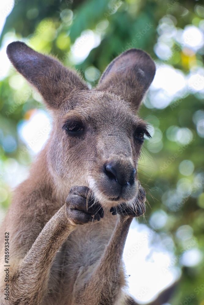 Fototapeta premium Port Douglas, Queensland, Australia