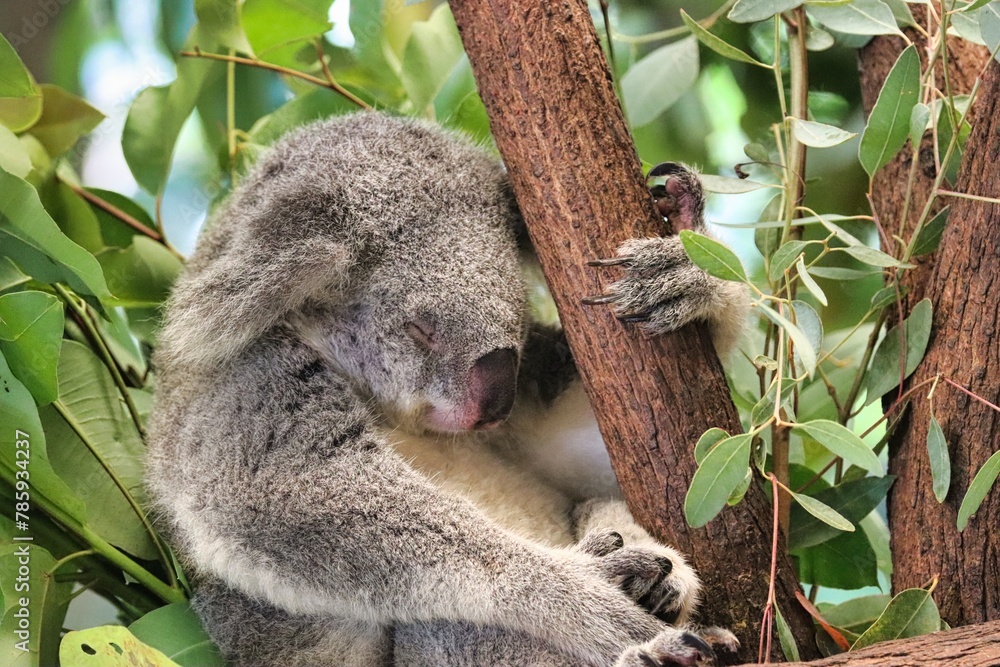 Obraz premium Port Douglas, Queensland, Australia