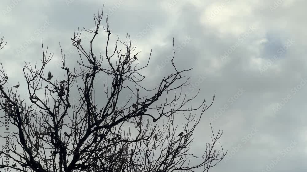 A congregation of birds perches on tree branches stripped of leaves, set against a backdrop of cloudy and moody skies, symbolizing the transient nature of life and the passage of time. A congregation of birds perches on tree branches stripped of leaves, set against a backdrop of cloudy and moody skies, symbolizing the transient nature of life and the passage of time.