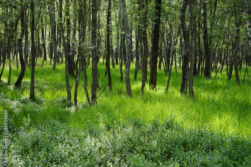 Birch forest with patches of blueberries, Duvenstedter Brook, Hamburg, Germany photo